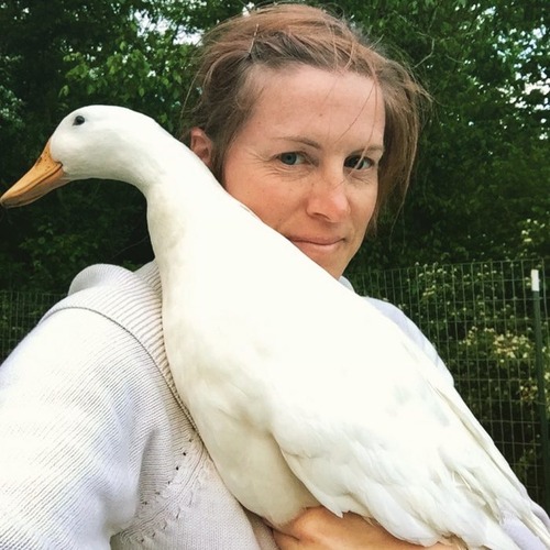 ducks-and-chickens